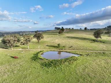 Farm For Sale - NSW - Aberdeen - 2336 - Secret Rural Living With Stunning Views  (Image 2)