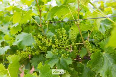 Farm Auction - VIC - Red Cliffs - 3496 - "Acting under the instructions from Mortgagees in Possession"
Substantial Table grape holding with scale, potential and this season crop  (Image 2)