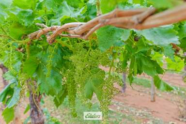 Farm Auction - VIC - Red Cliffs - 3496 - "Acting under the instructions from Mortgagees in Possession"
Substantial Table grape holding with scale, potential and this season crop  (Image 2)