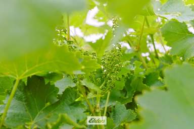 Farm Auction - VIC - Red Cliffs - 3496 - "Acting under the instructions from Mortgagees in Possession"
Substantial Table grape holding with potential and scale.  (Image 2)