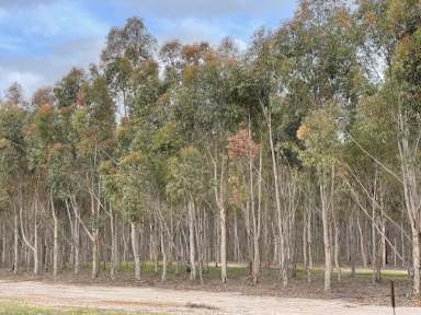 Farm For Sale - WA - Beaufort River - 6394 - Martup Downs, Beaufort River  (Image 2)