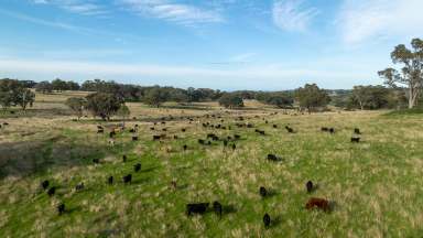 Farm Auction - NSW - Guyra - 2365 - "Ramah" - Offering the Best of Ramah  (Image 2)