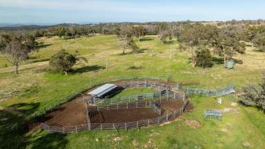 Farm Auction - NSW - Guyra - 2365 - "Ramah" - Offering the Best of Ramah  (Image 2)