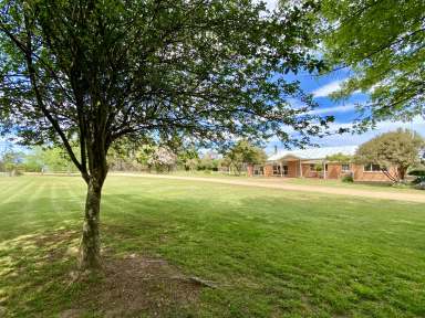 Farm For Sale - NSW - Braidwood - 2622 - "Tintinara"  (Image 2)