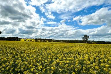 Farm For Sale - VIC - Nareeb - 3293 - 'Throckmorton' Model Cropping/Grazing Farm  (Image 2)