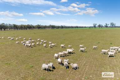 Farm For Sale - VIC - Newbridge - 3551 - Approx 310 Hectares / 766.7 Acres - Cropping and Grazing  (Image 2)