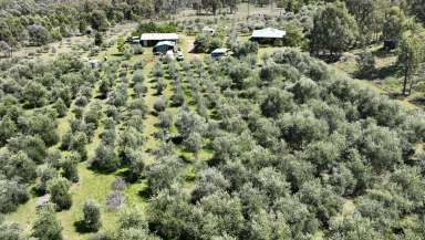 Farm For Sale - NSW - Coonabarabran - 2357 - "Mannin Grove" - Olives and Lifestyle  (Image 2)