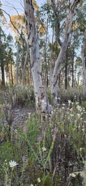 Farm For Sale - NSW - Coonabarabran - 2357 - Acreage .. Close to Town, House and Shed 2.789 HA  (Image 2)