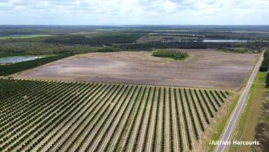 Farm For Sale - QLD - North Isis - 4660 - EOI - Excellent Farm in the Heart of Farnsfield  (Image 2)