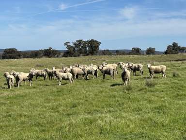 Farm For Sale - NSW - Crowther - 2803 - Trebane  (Image 2)