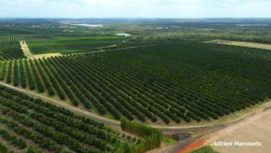 Farm For Sale - QLD - Redridge - 4660 - Substantial Mixed Farming Operation  (Image 2)