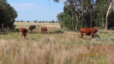 Farm Auction - NSW - Hermidale - 2831 - KALLARA  (Image 2)