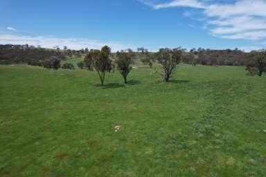 Farm Auction - NSW - Caloola - 2795 - "Summer Hill" - Property Destocked, Plenty of Feed & Time to Sell  (Image 2)