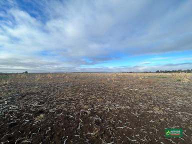 Farm For Sale - QLD - Mondure - 4611 - BLACK SOIL CULTIVATION   (Image 2)