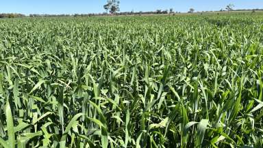 Farm For Sale - VIC - Connewirricoo - 3318 - Versatile and Reliable  (Image 2)