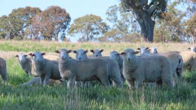 Farm For Sale - VIC - Connewirricoo - 3318 - Versatile and Reliable  (Image 2)