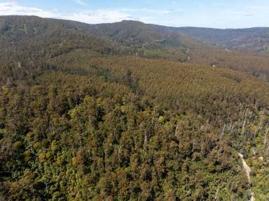 Farm For Sale - TAS - Pyengana - 7216 - "Beckers" - Forestry/Plantation/Commercial Timber  (Image 2)