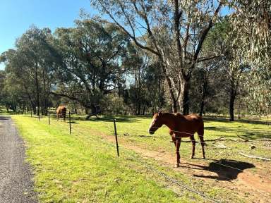 Farm For Sale - NSW - Coonabarabran - 2357 - Multiple Homes - Unique Opportunity Awaits the Savvy Investor !!  (Image 2)