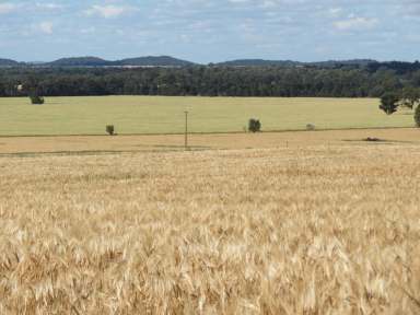 Farm For Sale - NSW - Burcher - 2671 - "Boulderwood"  (Image 2)