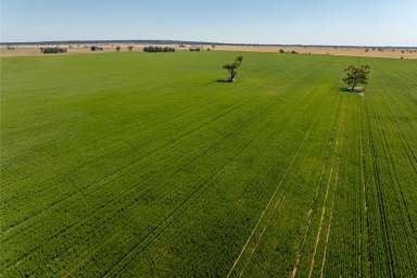 Farm Auction - NSW - Binya - 2665 - Large scale dryland  (Image 2)