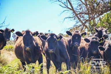 Farm For Sale - NSW - Deepwater - 2371 - Expansive Rural Property with Stunning Views and Grazing Land – Only 10 Minutes from Deepwater  (Image 2)