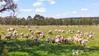 Farm Sold - NSW - Mudgee - 2850 - PRODUCTIVE GRAZING PROPERTY  (Image 2)