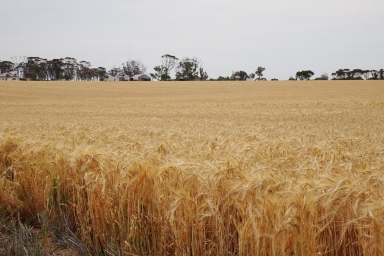 Farm Auction - WA - Corrigin - 6375 - Carpe Diem - Seize the Day!  (Image 2)