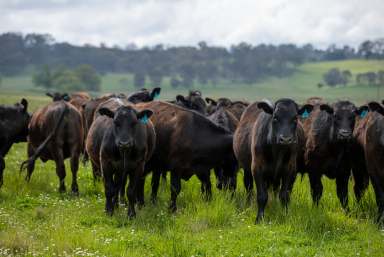 Farm Tender - NSW - Guyra - 2365 - "Waterford" - Outstanding Grazing with Unique Passive Income  (Image 2)