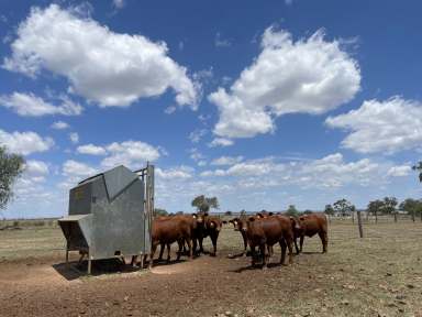 Farm For Sale - QLD - Yalangur - 4352 - Home to Senepol Stud Herd - 15 minutes to Toowoomba - 200* Acres  (Image 2)