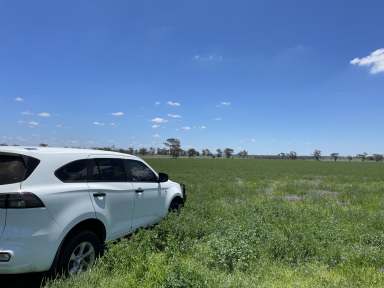 Farm For Sale - QLD - Yalangur - 4352 - Home to Senepol Stud Herd - 15 minutes to Toowoomba - 200* Acres  (Image 2)