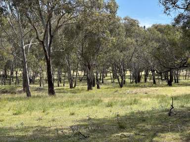 Farm For Sale - NSW - Coolah - 2843 - Offers Invited - Lovely Hobby Farm  (Image 2)