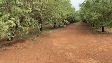 Farm For Sale - NSW - Nericon - 2680 - GREAT ENTRY LEVEL  ALMOND ORCHARD  (Image 2)