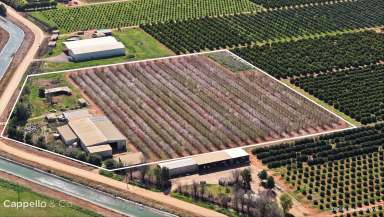 Farm For Sale - NSW - Nericon - 2680 - Established Almond Farms with Industrial Shedding  (Image 2)