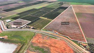 Farm For Sale - NSW - Nericon - 2680 - Established Almond Farms with Industrial Shedding  (Image 2)