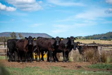 Farm Auction - QLD - Tannymorel - 4372 - “KEABLEDENE” PRIME SCRUB SOIL FARMING COUNTRY IN THE FAMED TANNYMOREL, MT COLLIERY DISTRICT.  (Image 2)