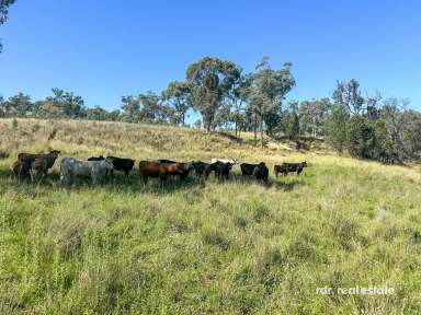 Farm For Sale - NSW - Warialda - 2402 - FAIRFIELD  (Image 2)