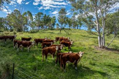 Farm For Sale - NSW - Goulburn - 2580 - Rural Lifestyle close to Goulburn  (Image 2)