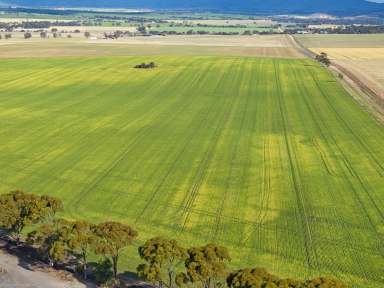 Farm Auction - SA - Freeling - 5372 - 95 Acres of Blue Chip Farming Land  (Image 2)