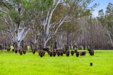 Farm For Sale - VIC - Wahring - 3608 - Scenic Goulburn Valley River-Front Acreage  (Image 2)