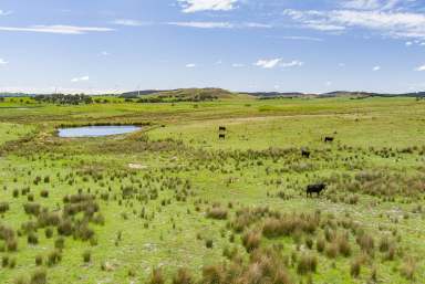 Farm Auction - NSW - Goulburn - 2580 - 100 Acres Ready For A House!  (Image 2)