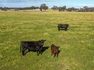 Farm For Sale - NSW - Baldry - 2867 - Red Soil and Rainfall  (Image 2)