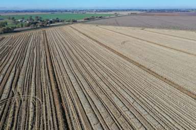 Farm For Sale - NSW - Leeton - 2705 - PRIME LAND FOR SALE  (Image 2)