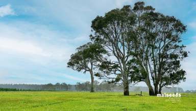 Farm For Sale - SA - Tarpeena - 5277 - Picturesque grazing land just North of Mount Gambier  (Image 2)