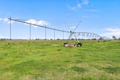 Farm For Sale - NSW - Manilla - 2346 - Warongah - High Agricultural Production  (Image 2)