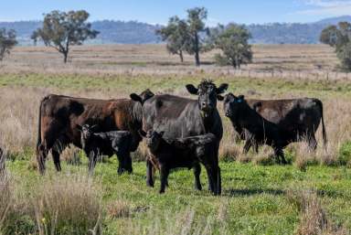 Farm For Sale - NSW - Manilla - 2346 - Warongah - High Agricultural Production  (Image 2)