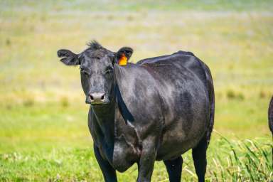 Farm For Sale - NSW - Cowra - 2794 - 233 ACRES OF HIGHLY PRODUCTIVE GRAZING AND 2.8KM OF DUAL CREEK FRONTAGE!  (Image 2)