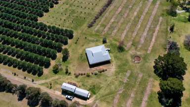 Farm For Sale - NSW - Tenterfield - 2372 - Beautiful Family Oasis  (Image 2)