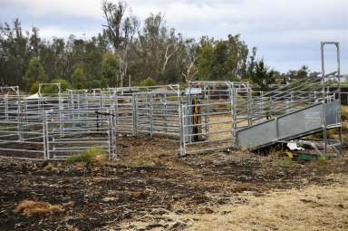 Farm For Sale - QLD - Dalby - 4405 - Superb Lifestyle block with farming and cattle!  (Image 2)