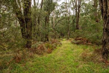 Farm For Sale - Vic - Darnum - 3822 - 4.48 Acres of Natural Bushland  (Image 2)