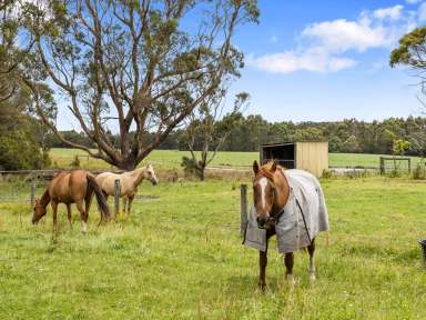 Farm For Sale - VIC - Toora - 3962 - Moo Views - Comfortable living surrounded by farmland  (Image 2)